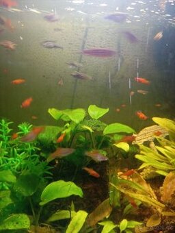 Prodám mladé mecovky