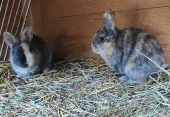 Zakrslí králíčci samečci