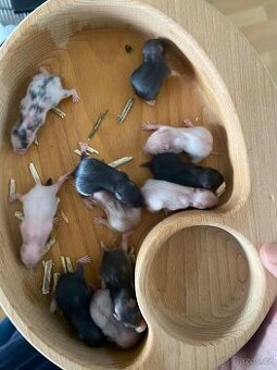 Křeček Syrský nar. 6.3.2026