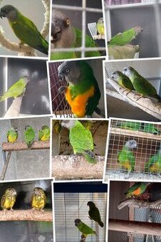 Papoušek senegalský 0.1 výměna