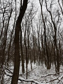 Prodej lesních pozemků k.ú. Nikolčice