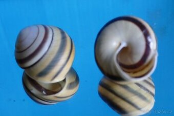 Asperitas trochus f.nemorensis