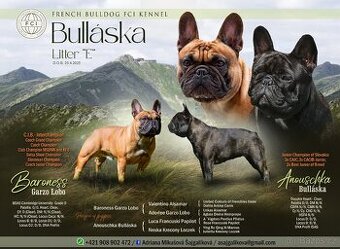 Francouzský buldoček s PP