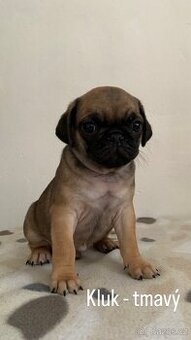 Mops štěňátka