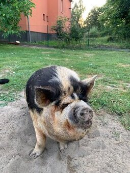 Sviňka kune kune