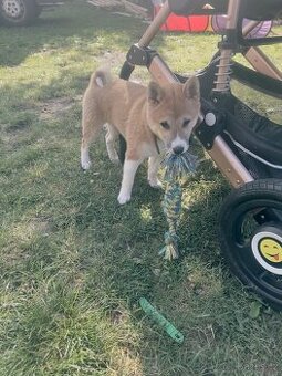 Shiba inu - 1