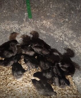 slepice Ayam cemani - 1