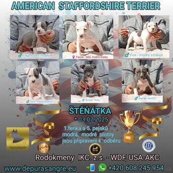 Americký stafordšírský teriér modrá št., s P.P.