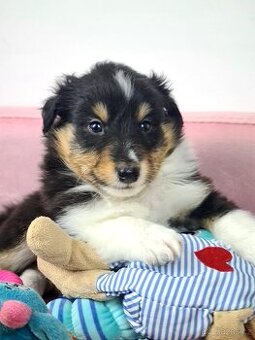 Sheltie Shetlandský ovčák