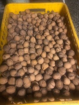 Prodám vlašské ořechy