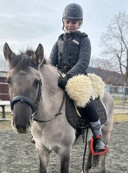 Polský pony - kobylka