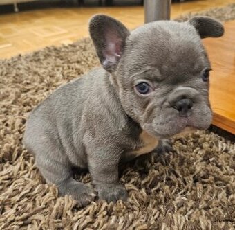 Francouzský buldoček modrý