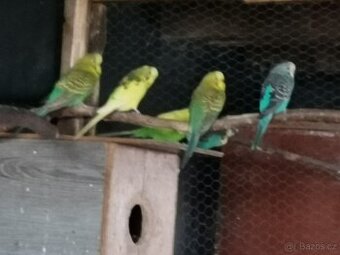 Alexandr malý, andulky, korely