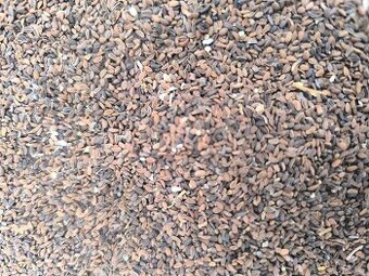 Svazenka vratičolista