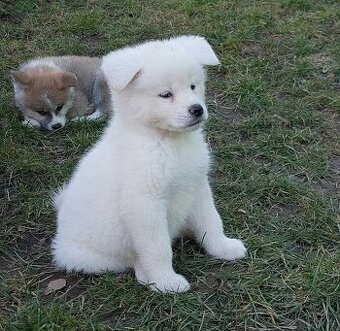 Akita inu - štěňata s rodokmenem FCI