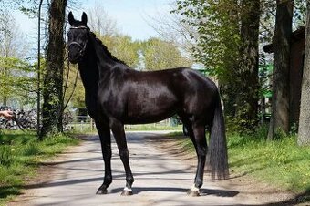 Šestiletá KWPN drezurní klisna