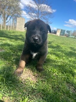 Belgický ovčák malinois