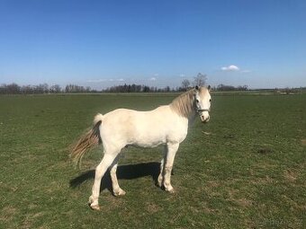 Welsh pony