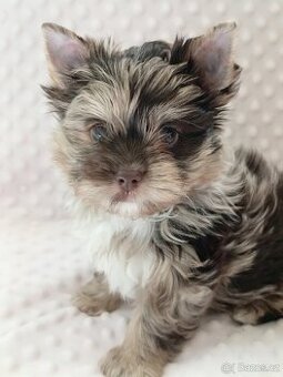 Jorkšírský teriér štěňátka s PP ,Yorkshire terrier