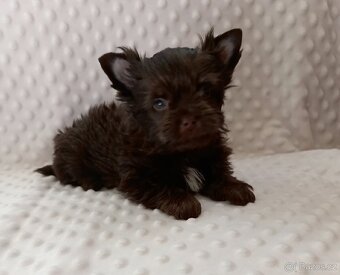 Jorkšírský teriér štěňátka s PP ,Yorkshire terrier