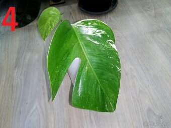 4.Monstera Deliciosa Albo variegata