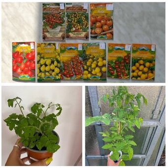 Sazenice cherry rajčata 9 druhů