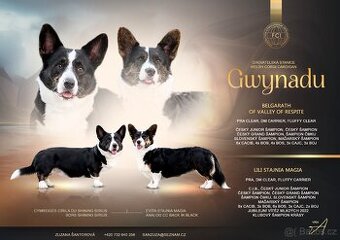 Welsh corgi cardigan