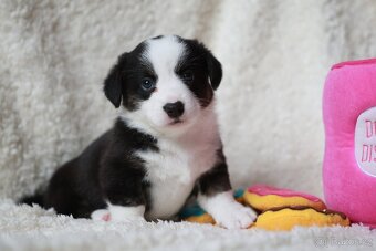 Welsh corgi cardigan