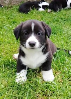 Welsh corgi cardigan