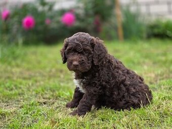 Lagotto romagnolo s PP - italský vodní pes