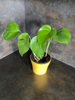 Monstera deliciosa - 1