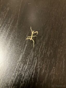 Pakobylka rohatá - 1