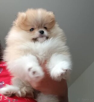 Pomeranian mini