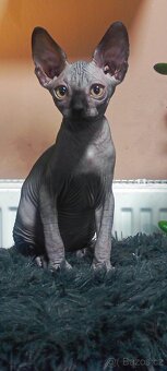 Kanadský sphynx