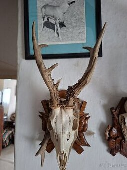 Srnčí lebky s parožím