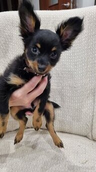 Ruský toy dlouhosrstý-štěňata s PP(FCI)