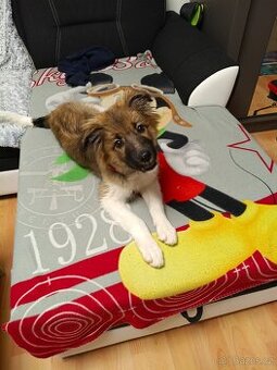 Kavkavzsky pastevecky   ovčák- kříženec