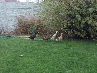 indický běžec / pekingská kachna