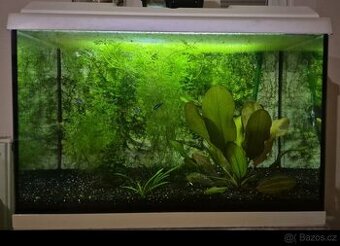 Juwel Primo 70 – akvárium + Eheim filtr, bílé provedení