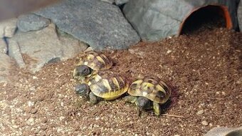 Želva zelenavá, mláďata