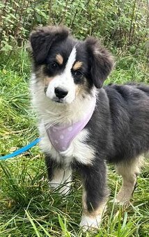 Miniaturní americký ovčák- trikolorní kluk s PP