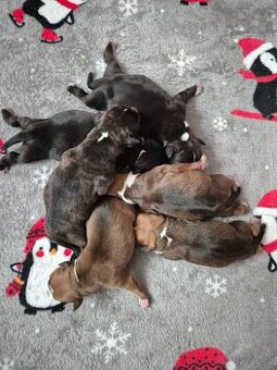 Stafordšírský bullterier