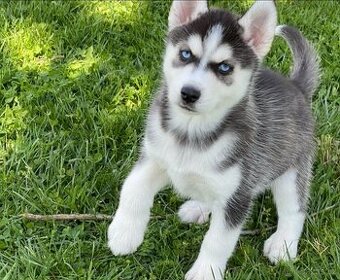 Prodám štěňata sibiřského huskyho v Jihlavě