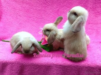 ROZKOŠNÍ KRÁLÍČCI HLEDAJÍ NOVÝ DOMOV ❤️❤️❤️