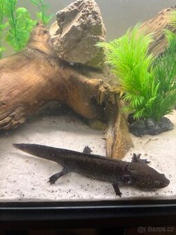 Axolotl
