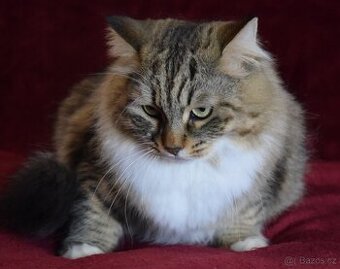 sibiřská kočička