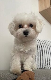 Maltézáček na krytí