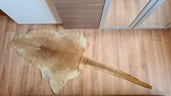 Pravá klokaní kožešina z Austrálie (1)