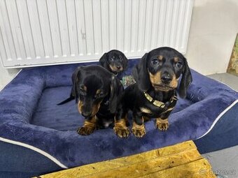 Jezevčík trpasličí