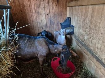 Kozičky narozené 24.12.2025